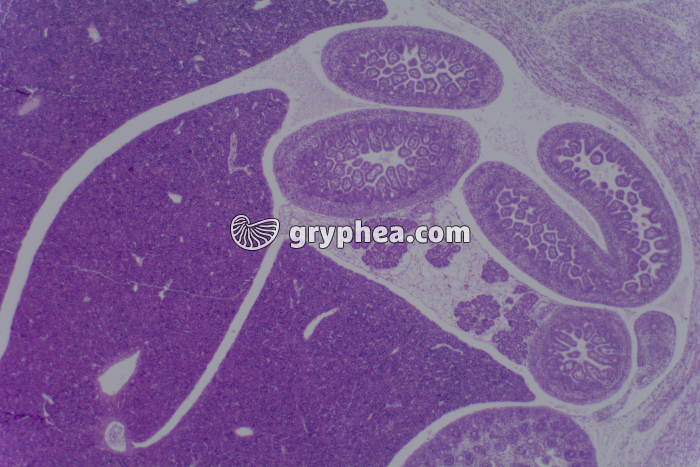 Embryon de Souris CL coupe totale x10 - gryphea.com